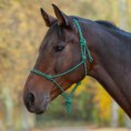 /album/fotogalerie-provazova-ohlavka-praskoa-modr-nocni-modr/a50411075-pon-066-jpg2/